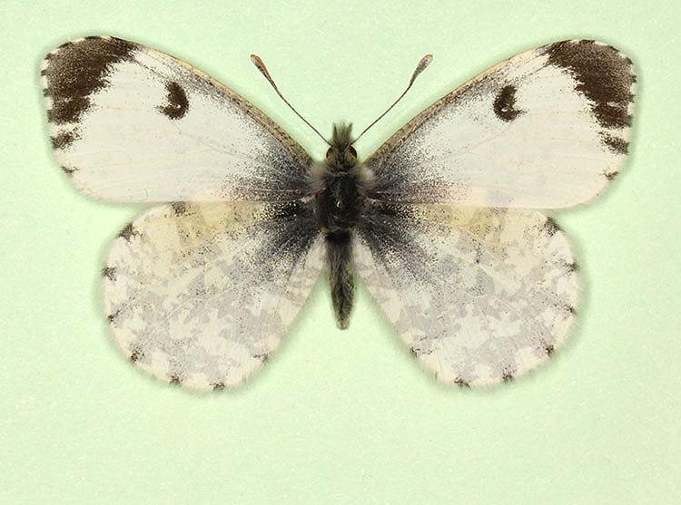Anthocharis cardamines female (aberrant form schepdaeli + pupillata) (Internet Image property of respective owner, non-commercial use only)